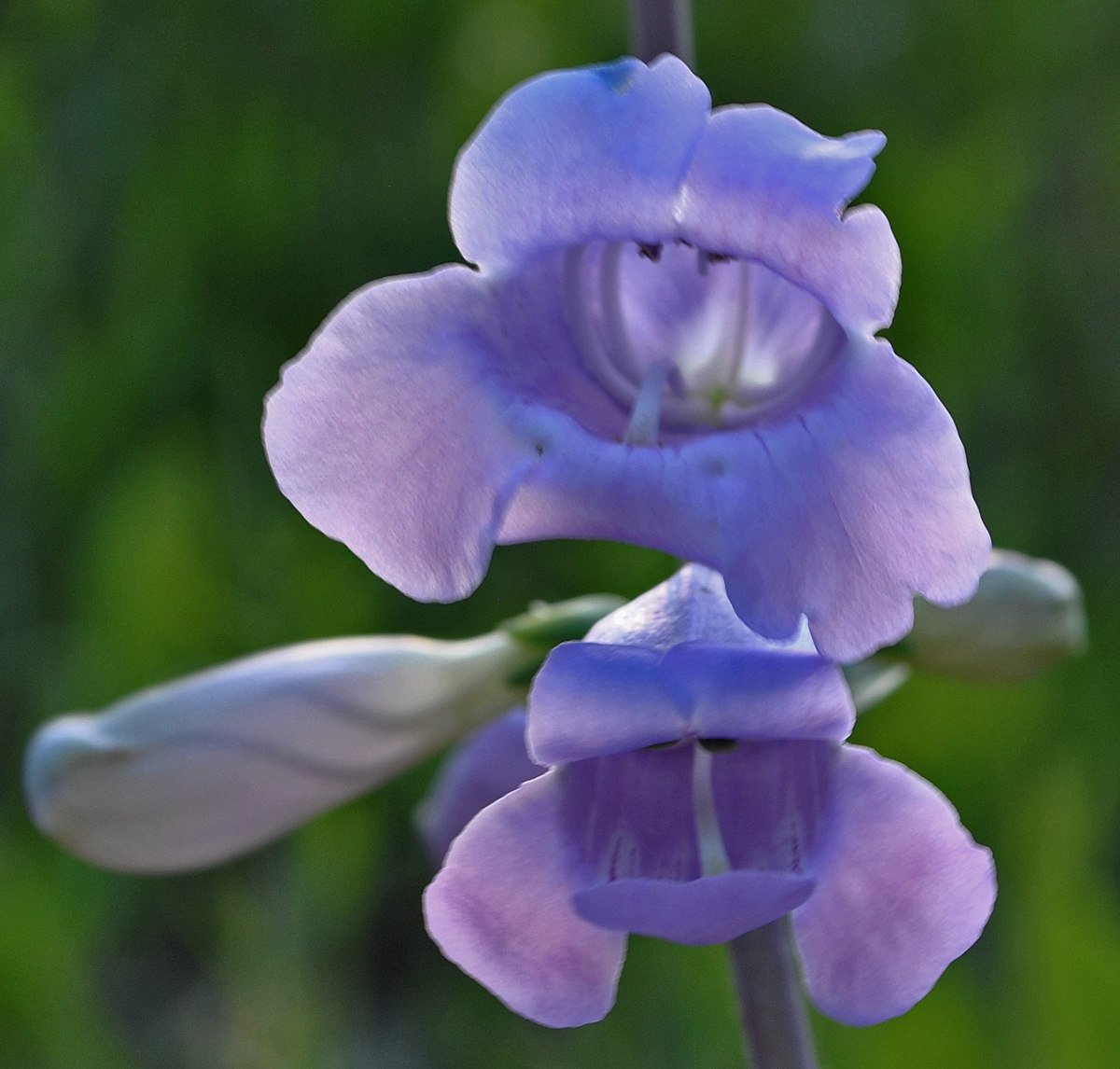 Пенстемон кустарниковый (Penstemon fruticosus `Garnet`)