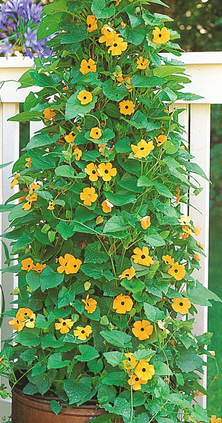 Тунбергия майсурская Thunbergia mysorensis