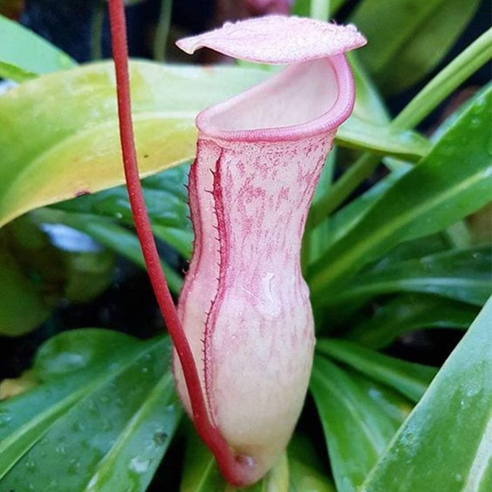 Nepenthes khasiana