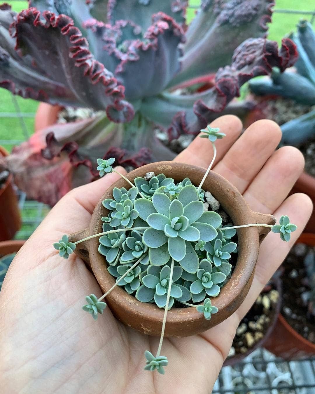Orostachys iwarenge