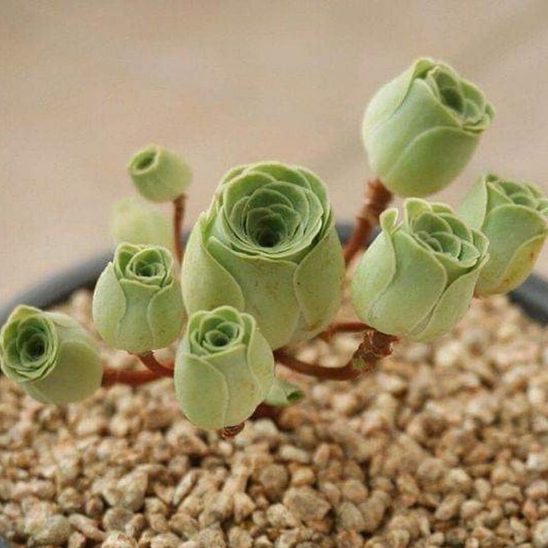 Суккуленты Greenovia dodrentalis