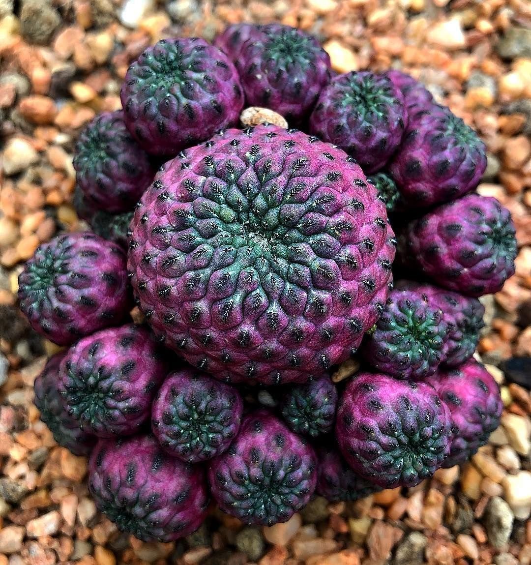 Суккулент Sulcorebutia
