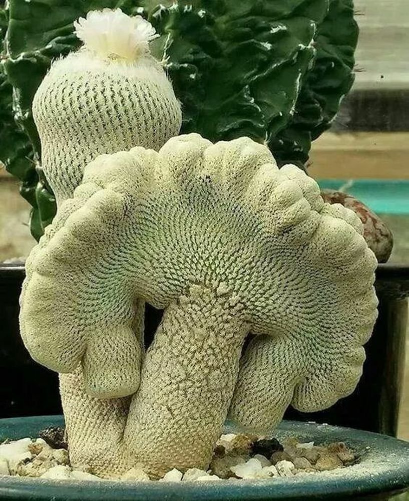 Необычные кактусы