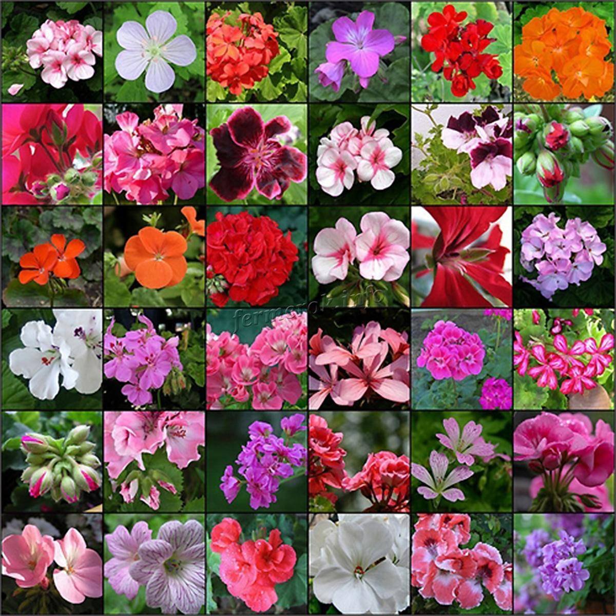 Пеларгония Айскристал Pelargonium zonale