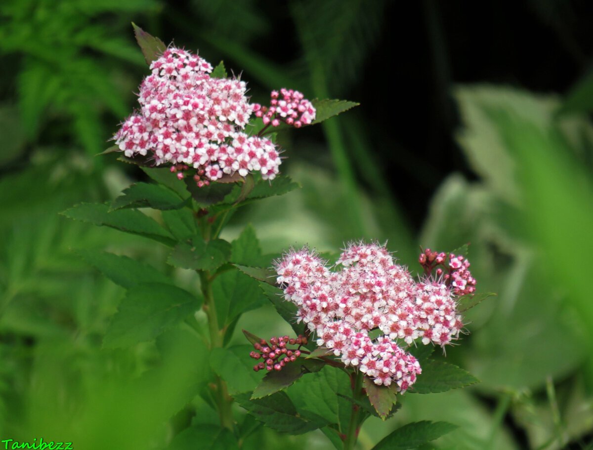 Spiraea japonica sparkling Champagne