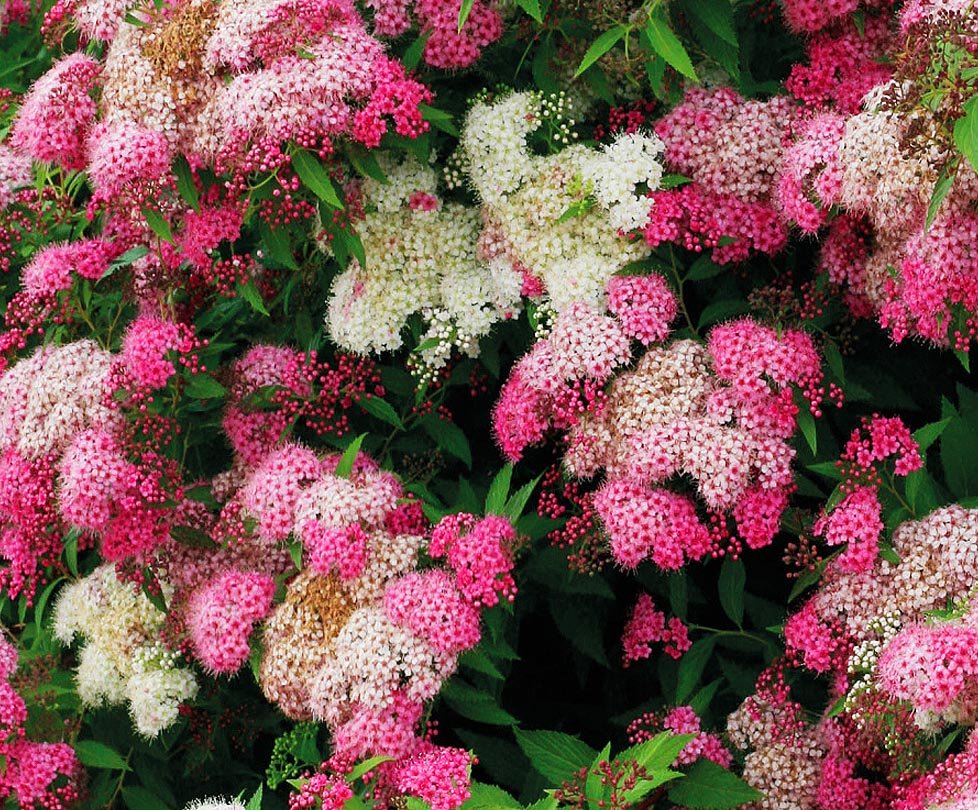 Спирея японская (Spiraea japonica `Genpei`)