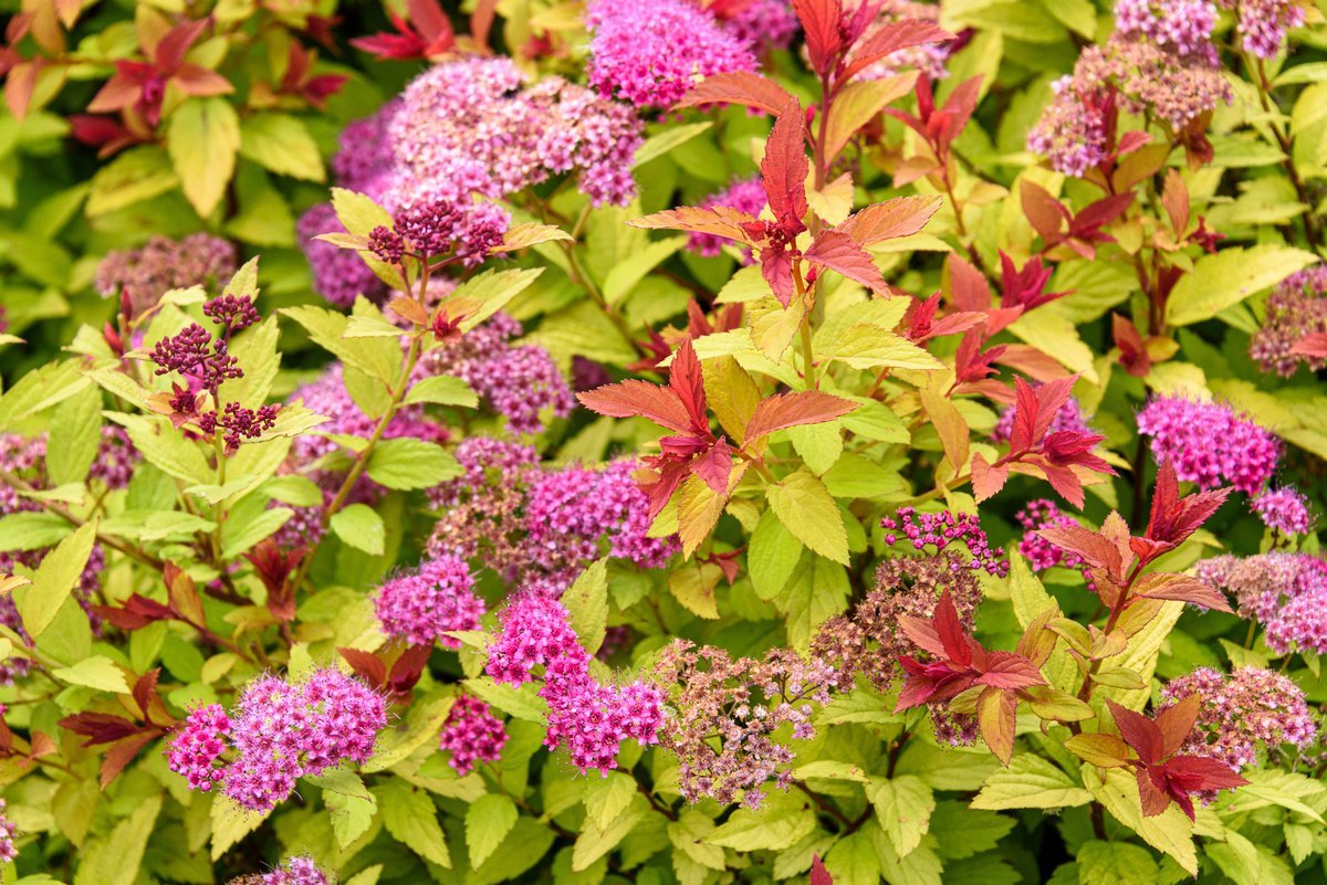 Спирея японская (Spiraea japonica)