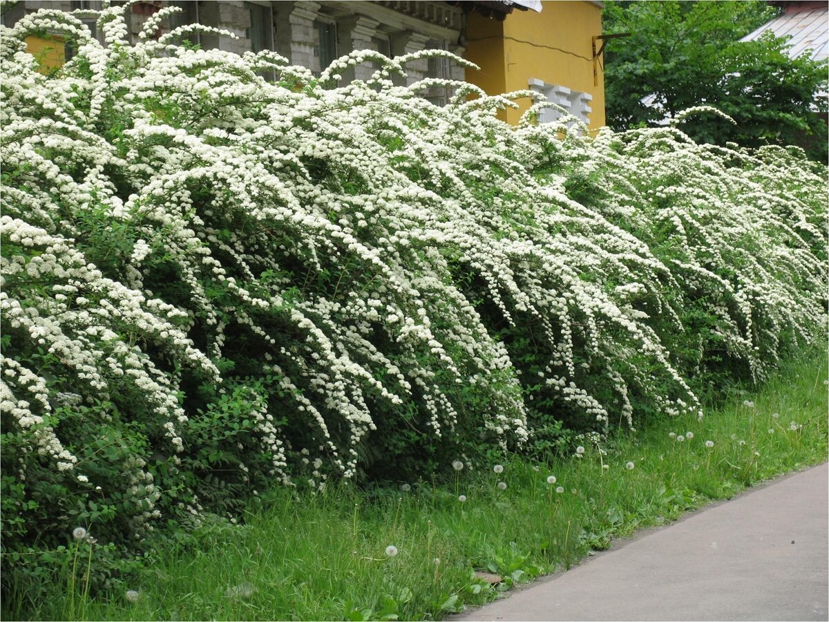 Спирея серая Грефшейм