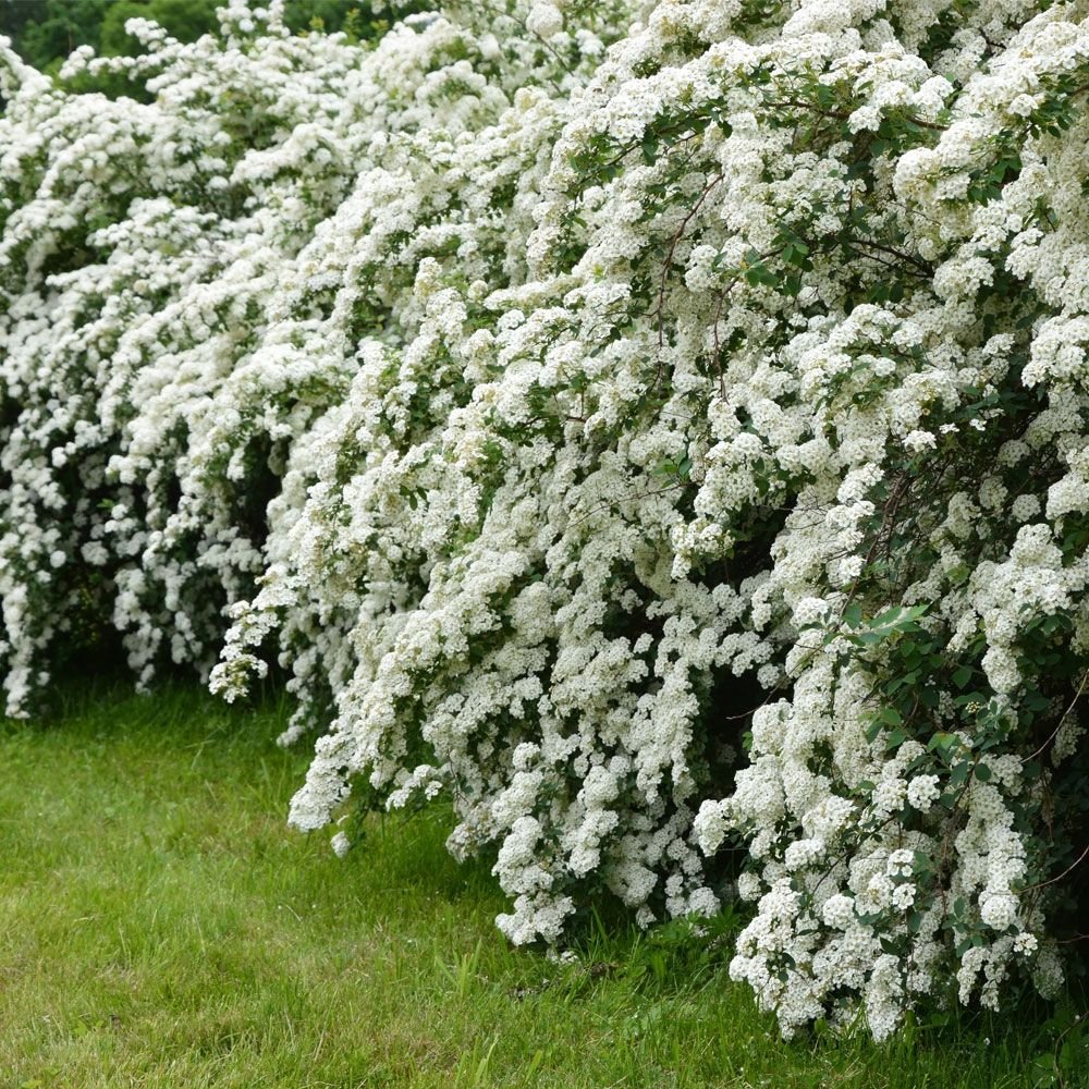 Спирея аргута Spiraea arguta