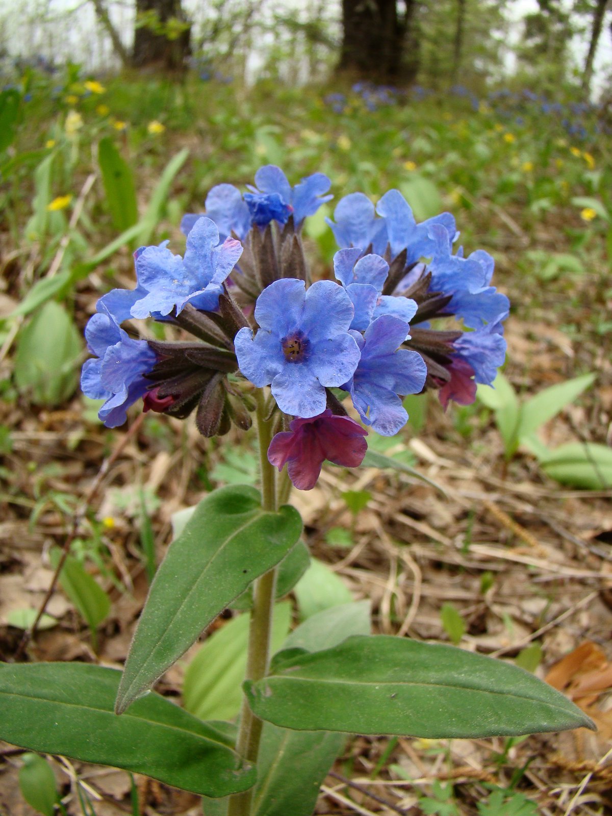 Медуница Pulmonaria rubra David Ward