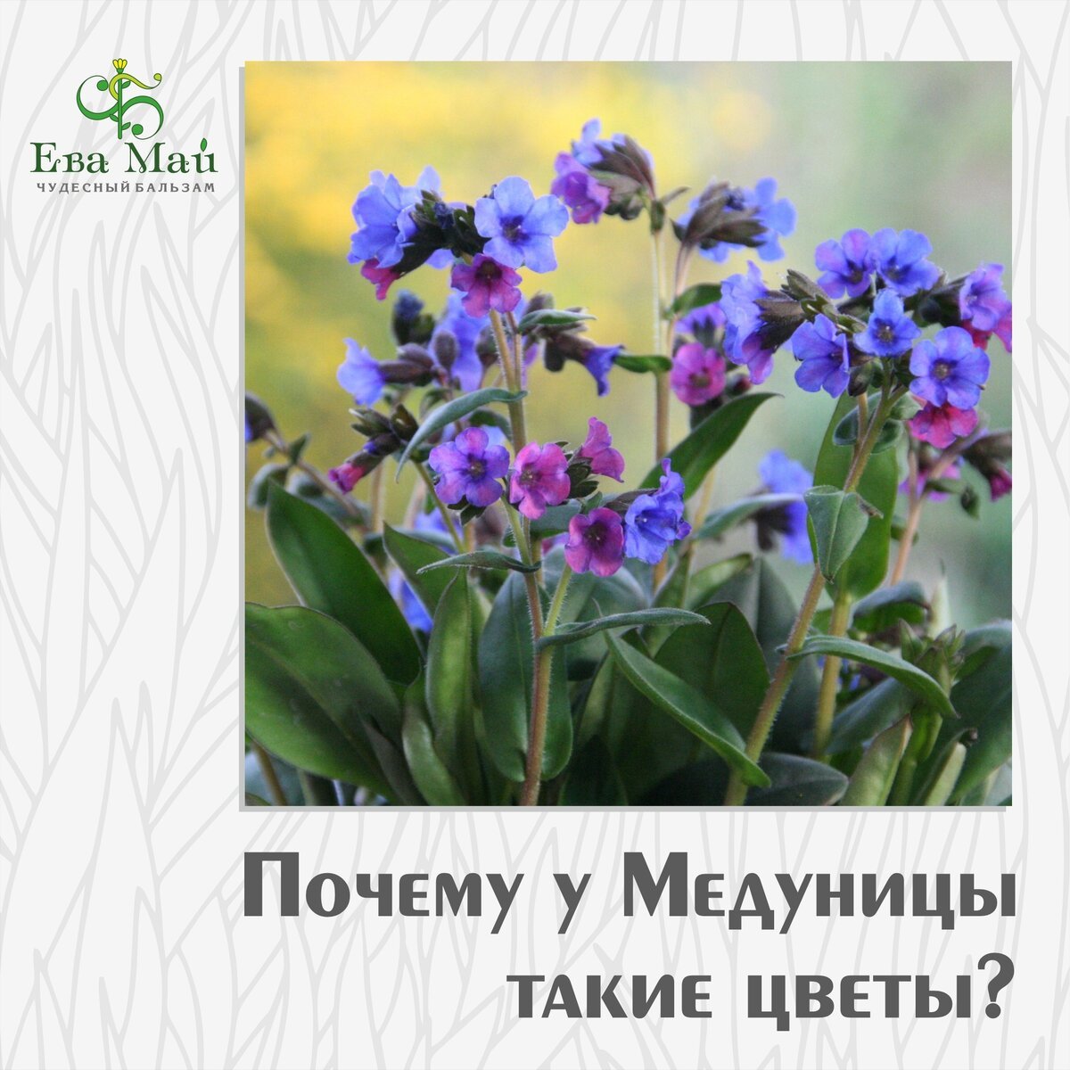 Медуница сахарная