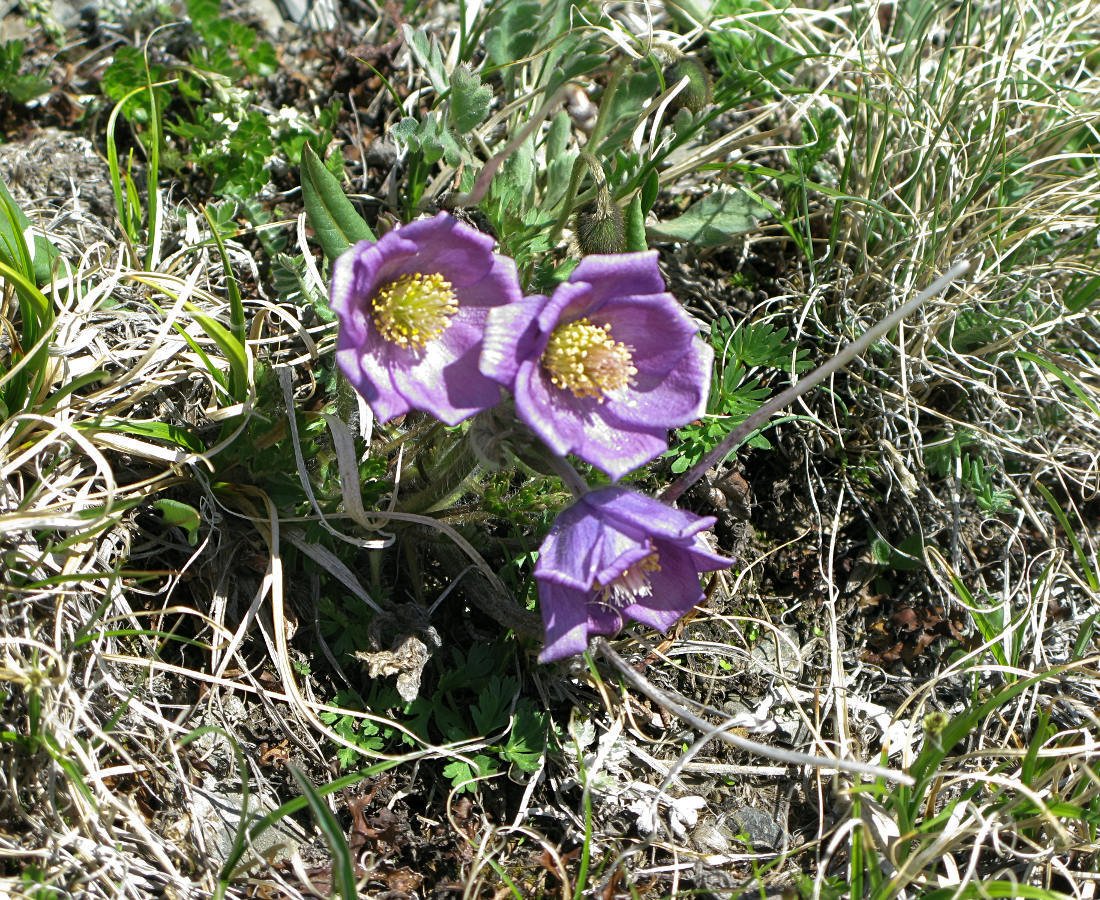 Pulsatilla ambigua прострел сомнительный