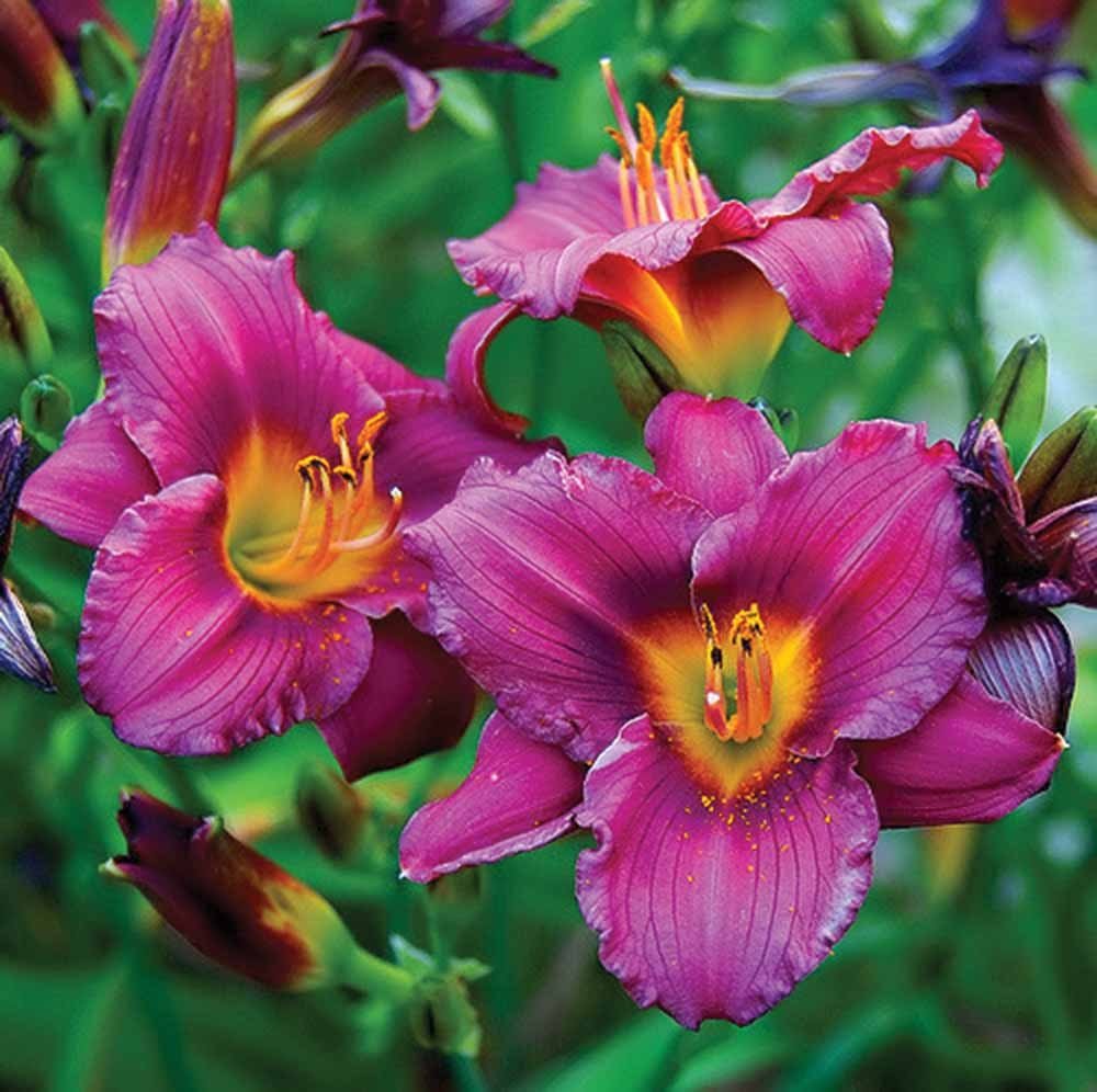 Purple Daylilies.