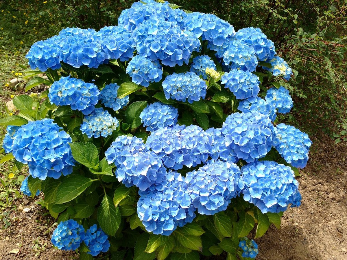 Кустовые цветы для сада