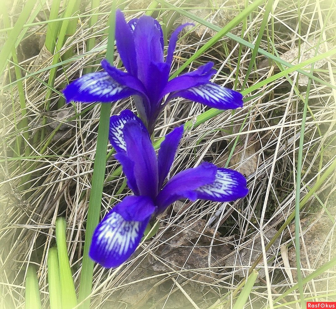 Ирис Кукушкины слезки
