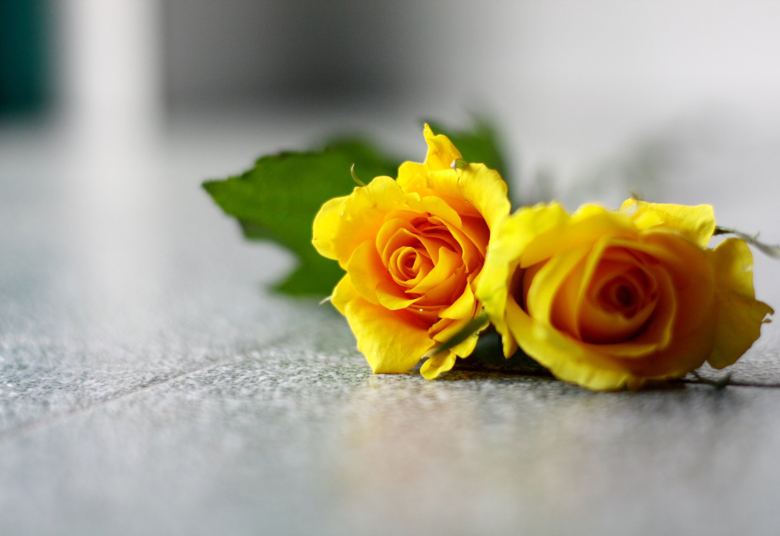 Цветы расстались. Желтые розы. Цветы лежат. Цветы лежат на столе.