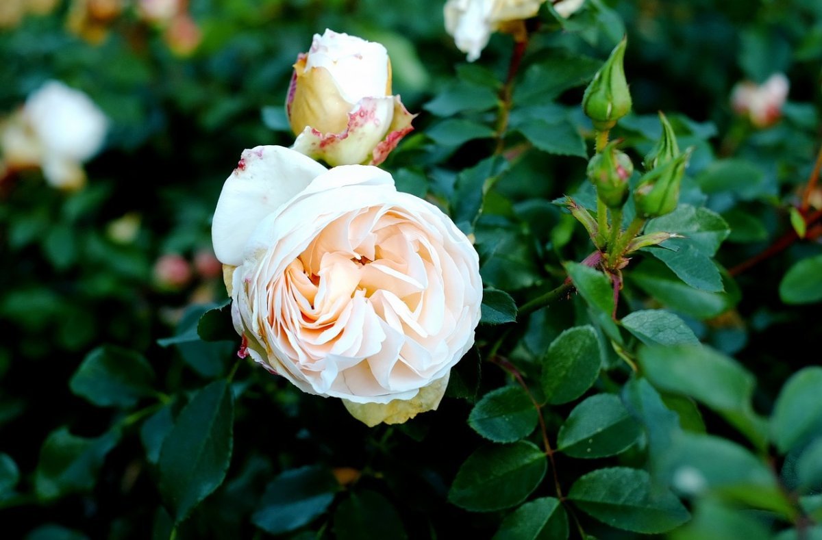 Цветы ароматная роза