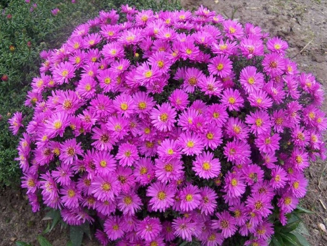 Астра новоанглийская Purple Dome