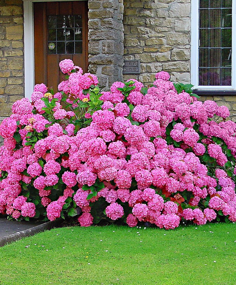 Астра Альпийская (Aster Alpinus)