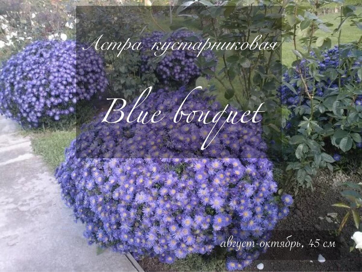 Астра новоанглийская Purple Dome