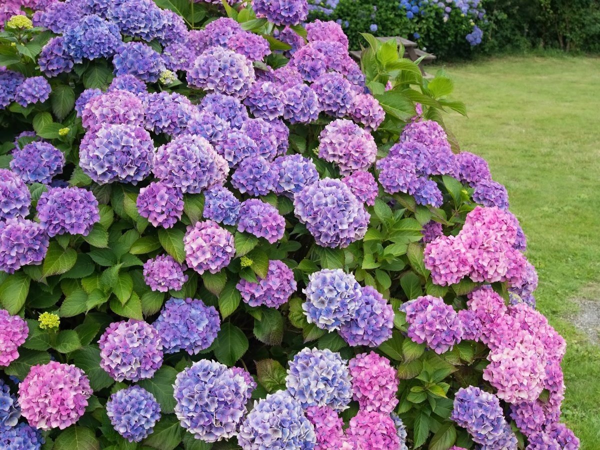 Хризантема Розанна