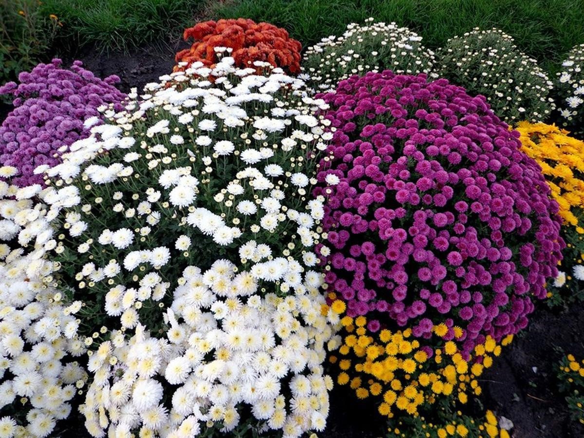 Рододендрон Aureolin