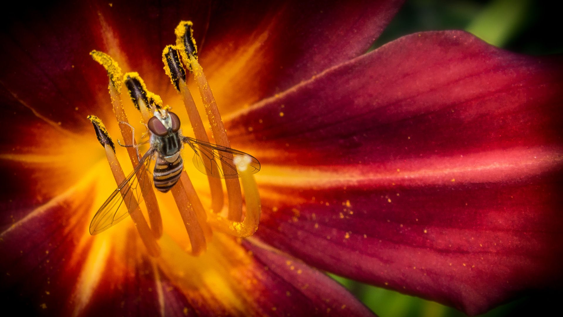 Выделяют нектар. Нектар растений. Нектар цветов. Пчела на тюльпане. Нектар на растении Макросъемка.