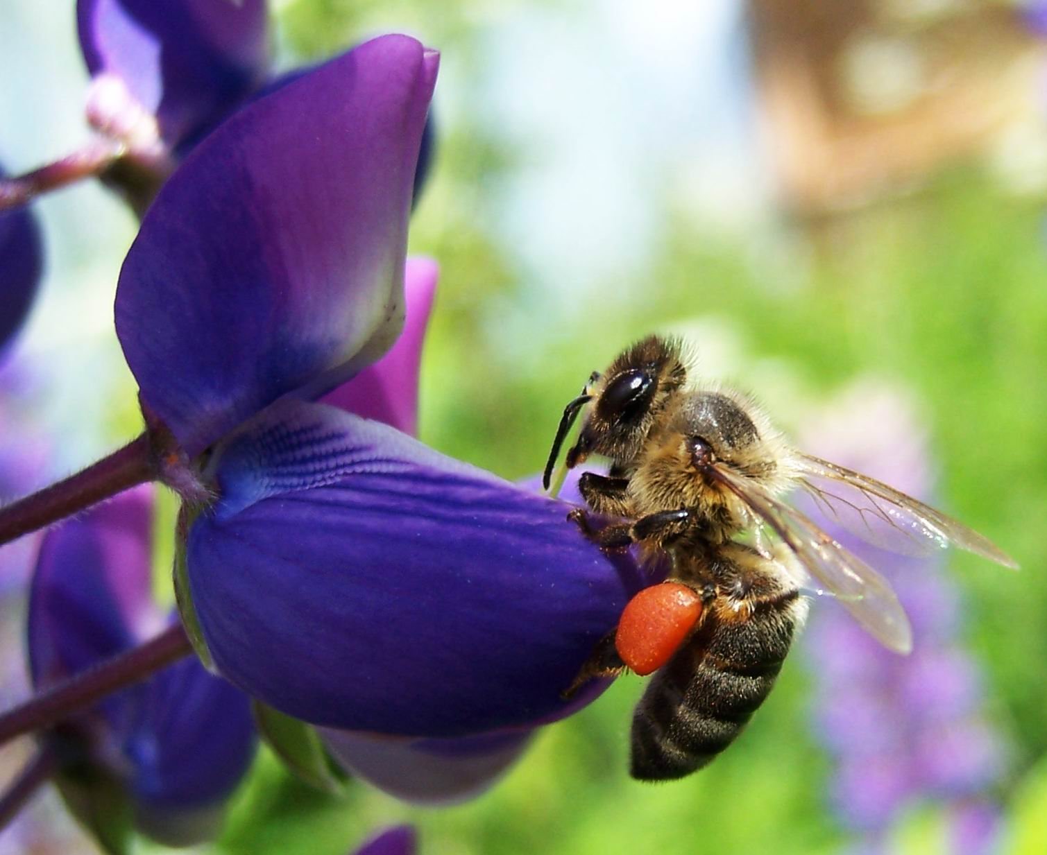 Время нектара. Медоносная пчела. Медоносы для пчел. Дикая медоносная пчела. Пчела на цветке.