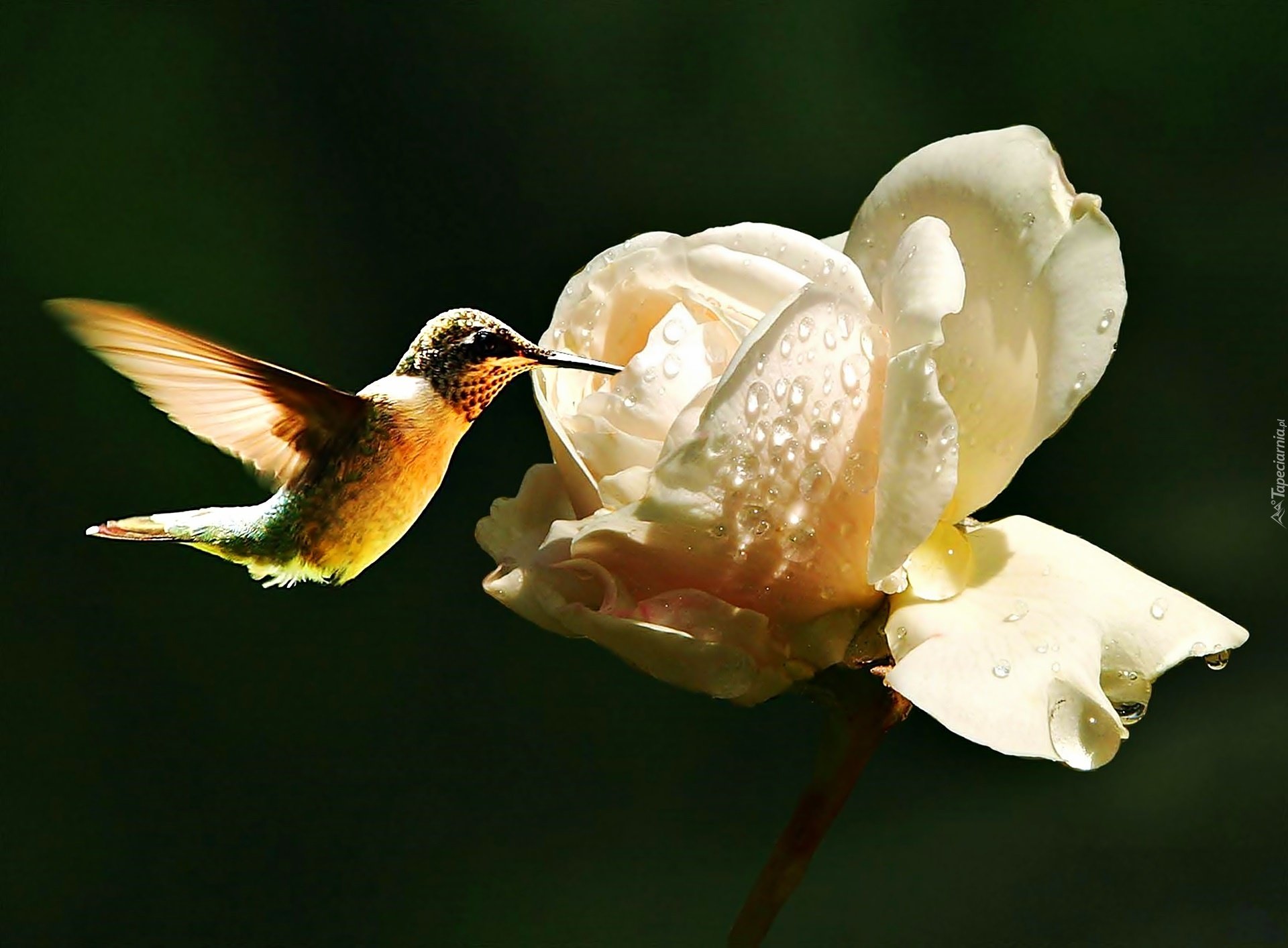 Выделение нектара. Колибри. Колибри Макросъемка. Розы и Колибри. Колибри в лучах солнца.