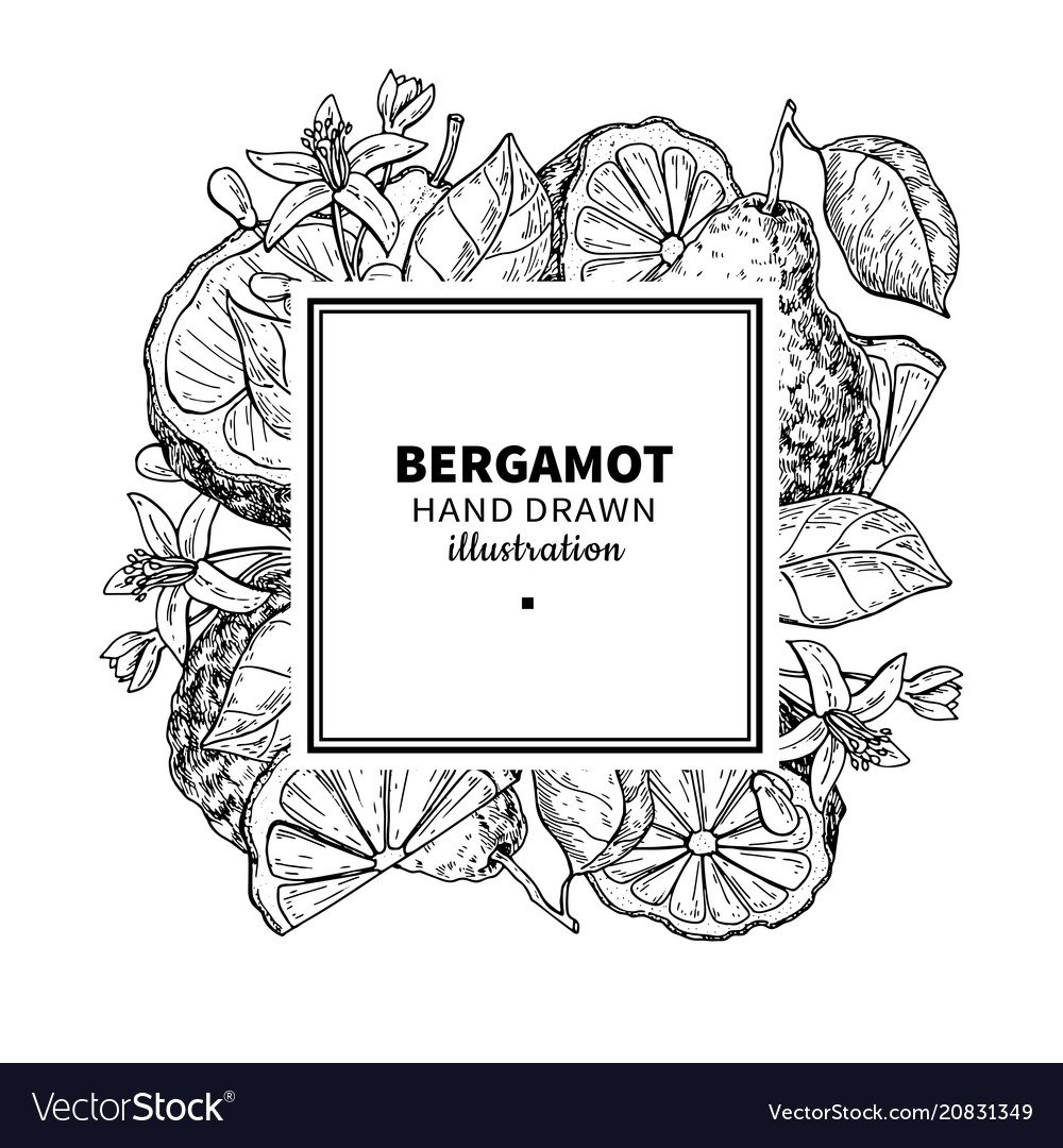 Бергамот вектор чб