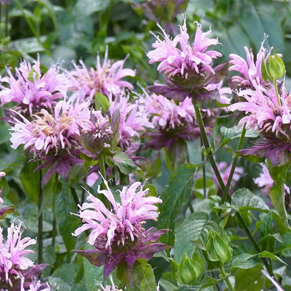Monarda fistulosa