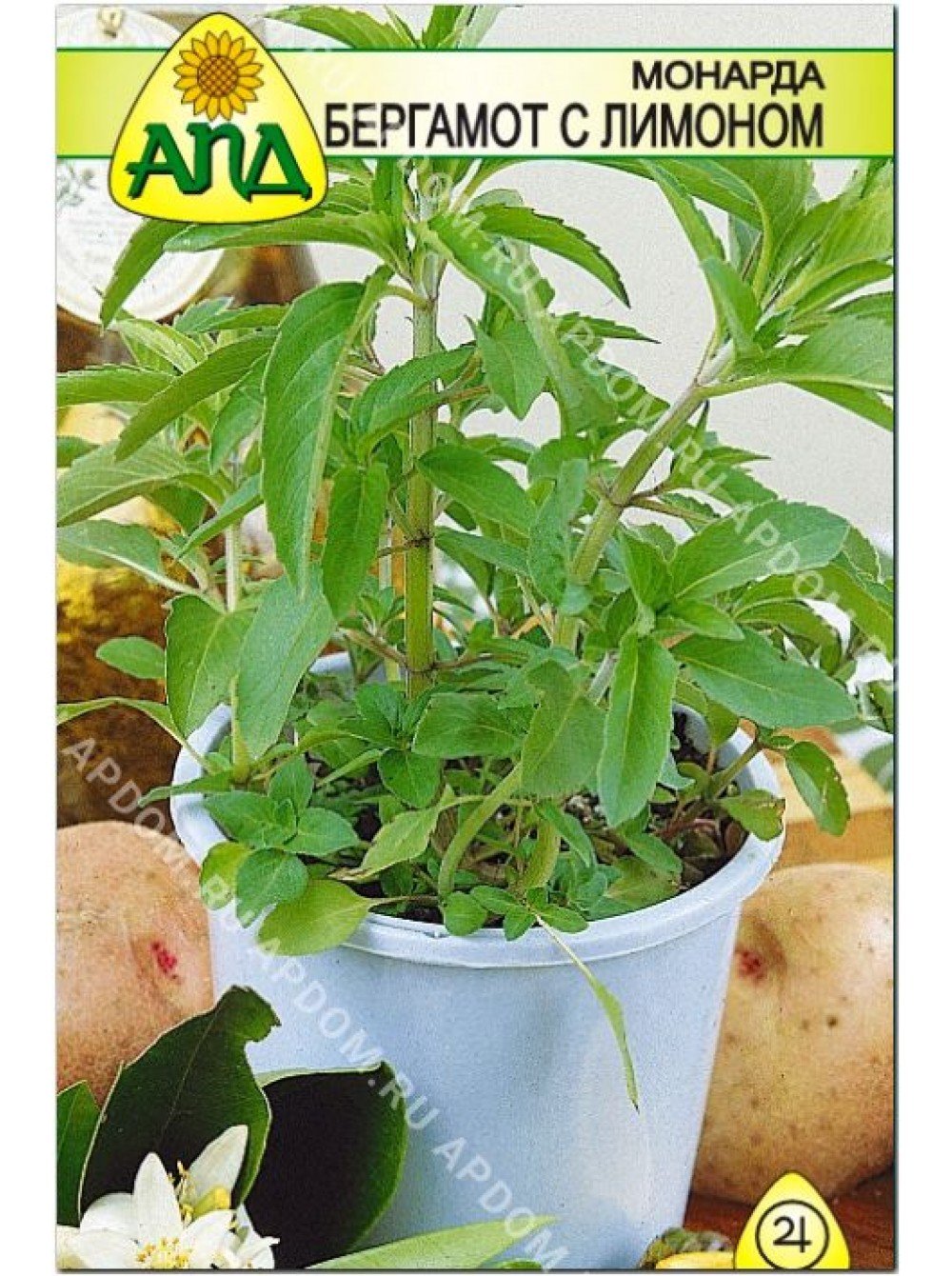 Цветок Monarda