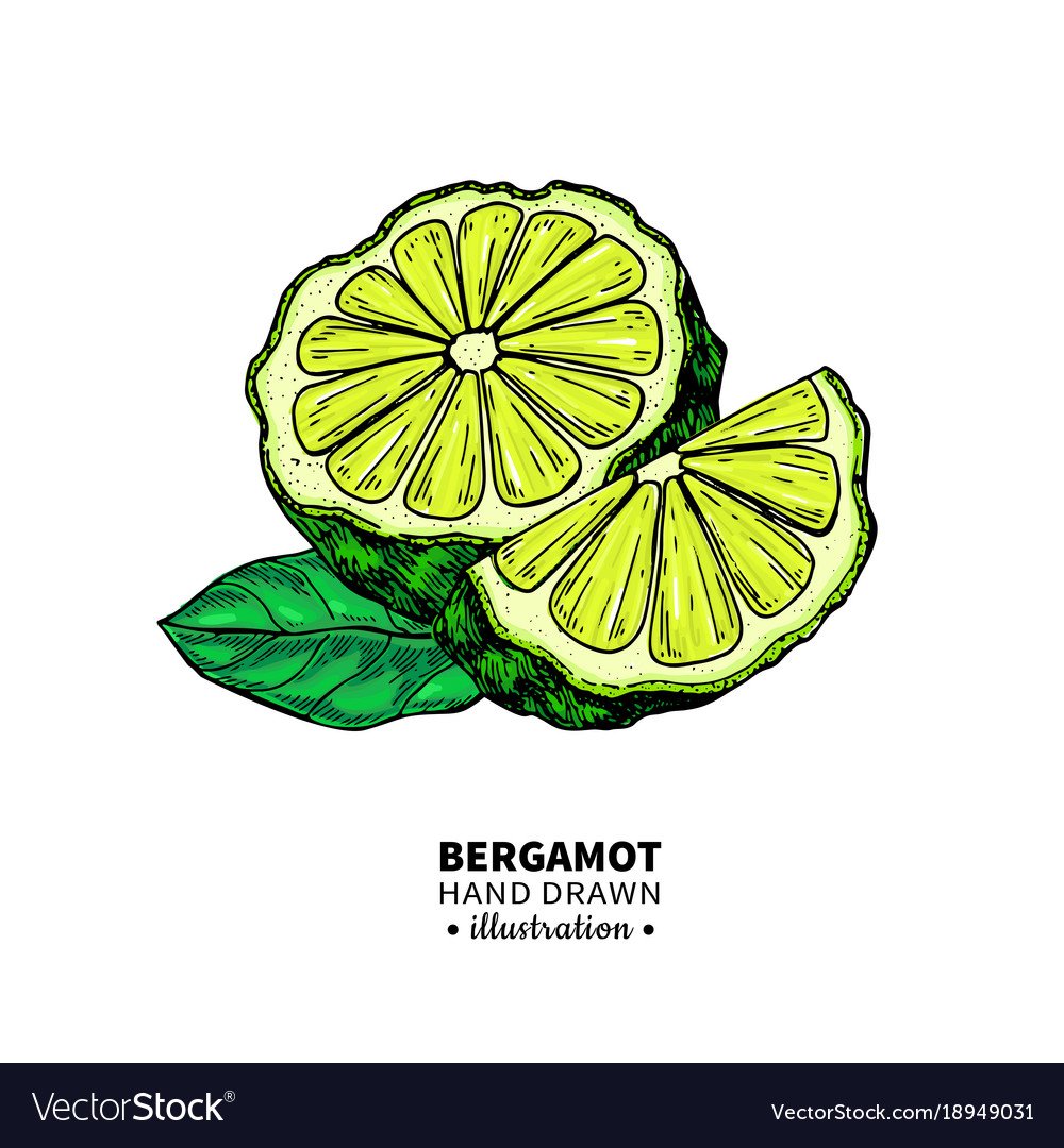 Бергамот вектор иллюстрация