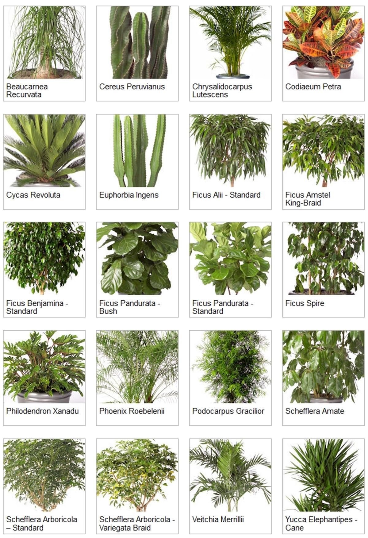 Фото комнатных растений с названием каталог