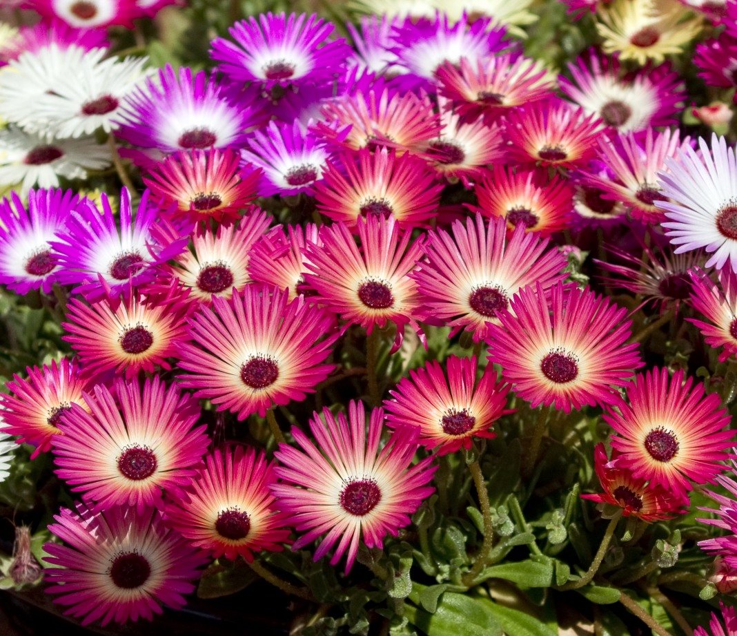 Livingstone Daisy цветы