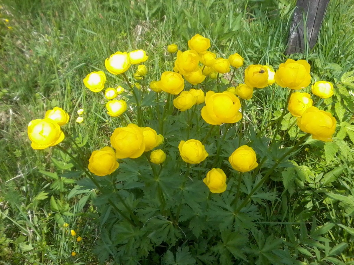 Купальница Сибирская