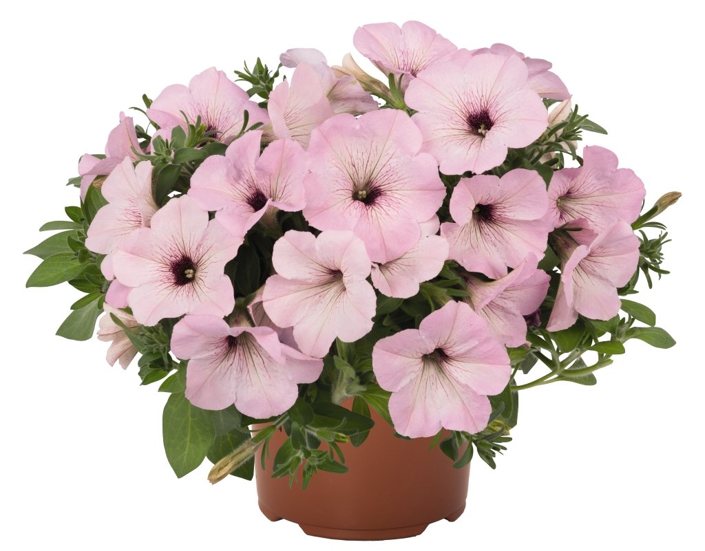 Петуния Potunia Plus