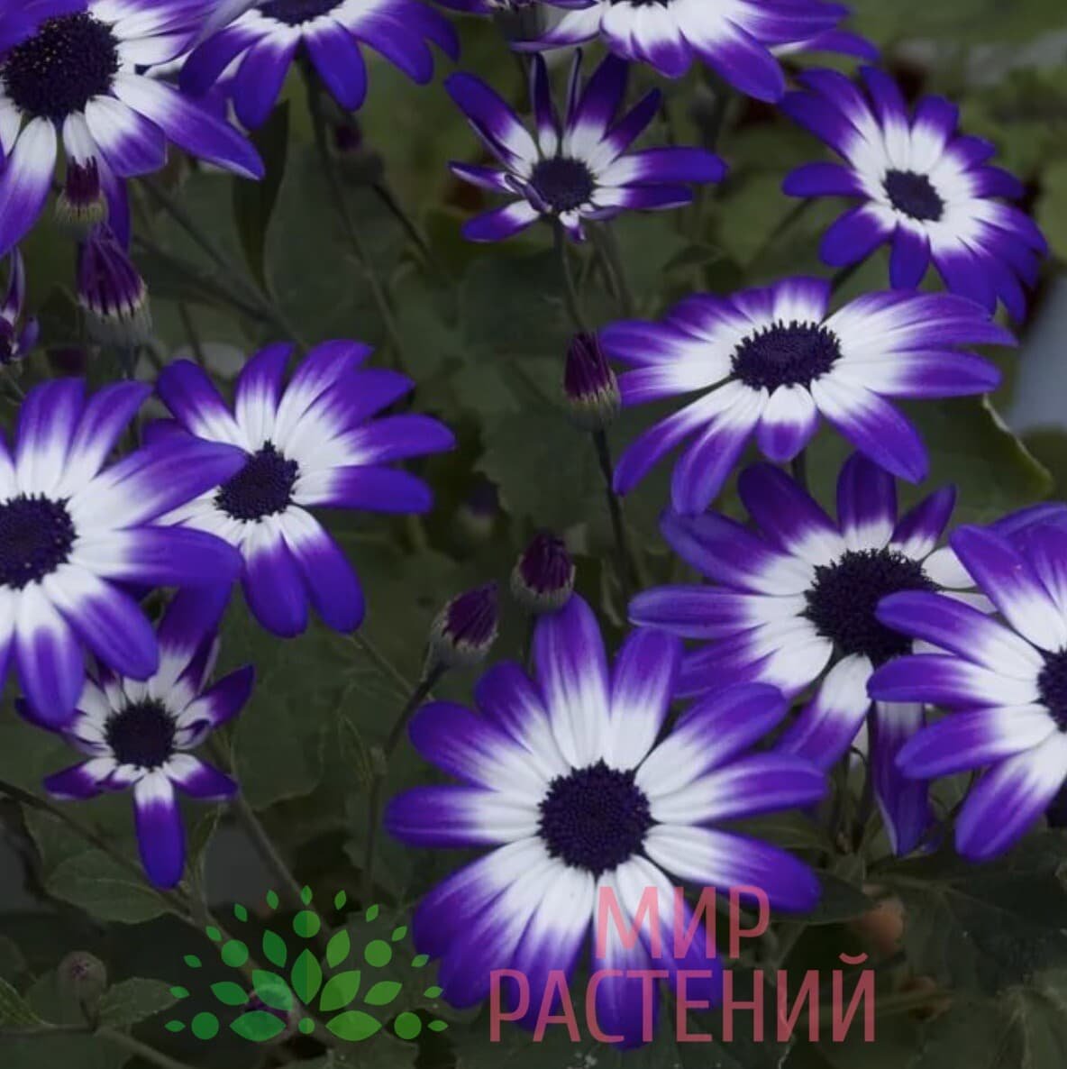 Африканская Ромашка остеоспермум