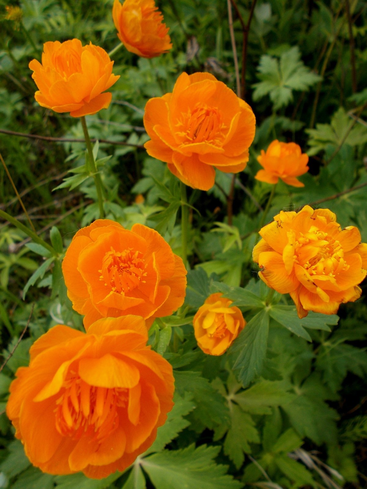 Троллиус азиатский оранжевый, лимонный / Trollius metus rhoncus, Lemon