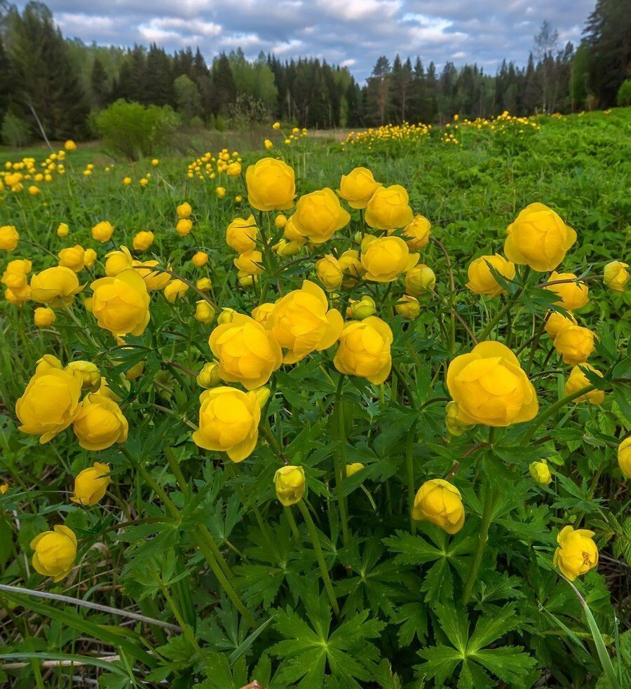 Купальница троллиус