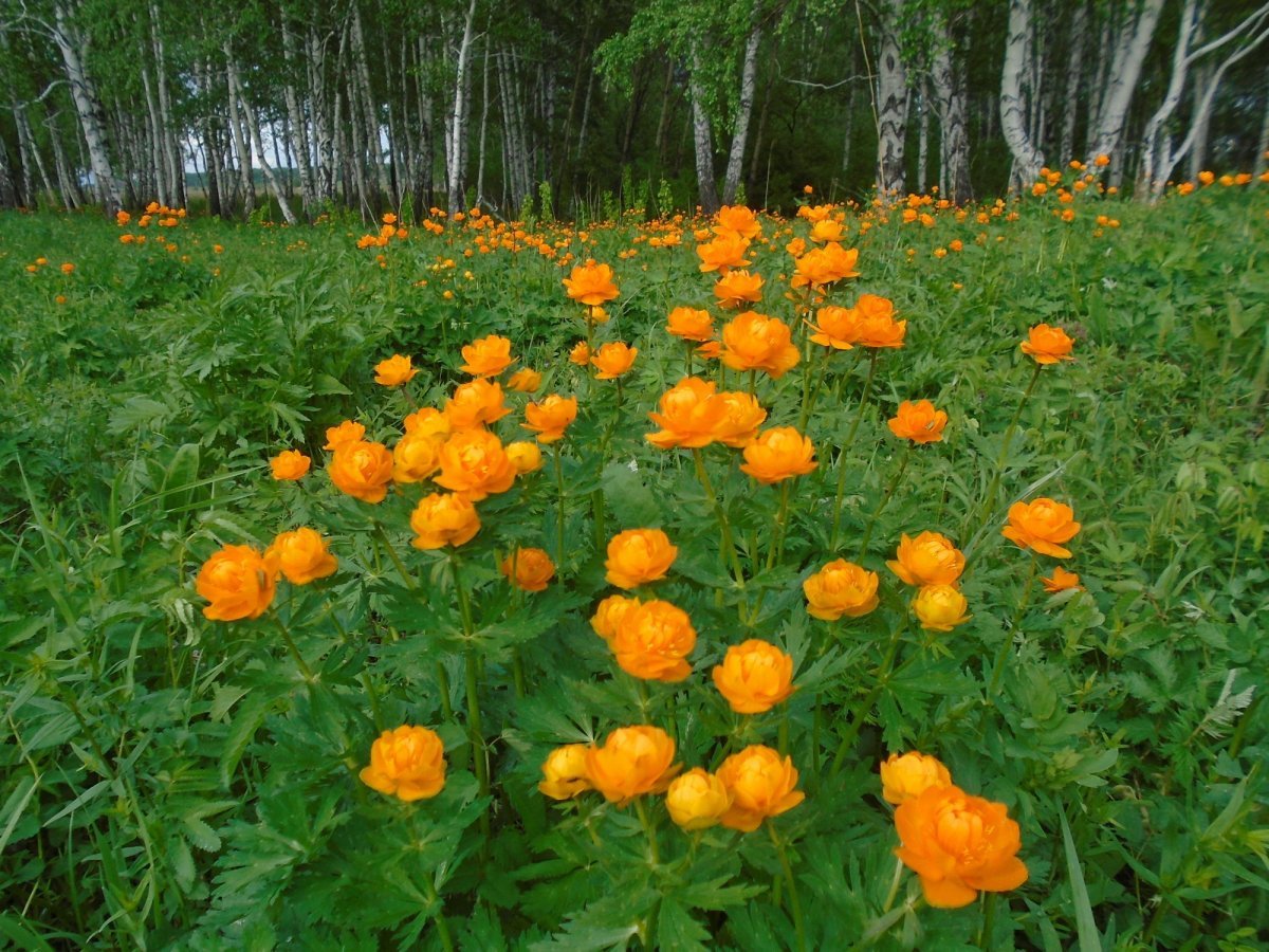 Купальница лиловая