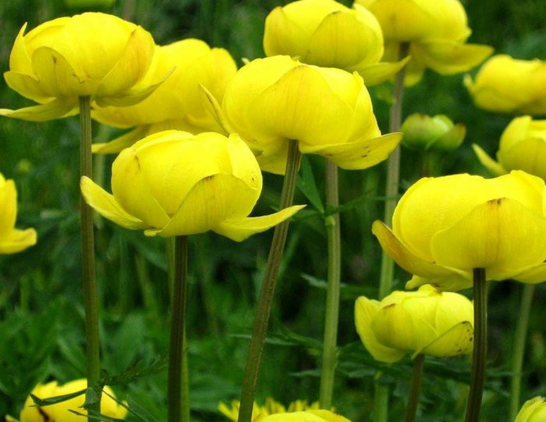 Купальница азиатская Trollius asiaticus