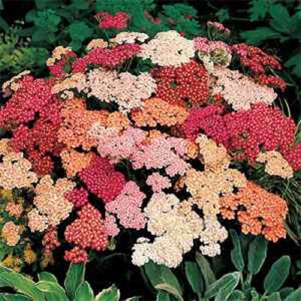 Тысячелистник микс