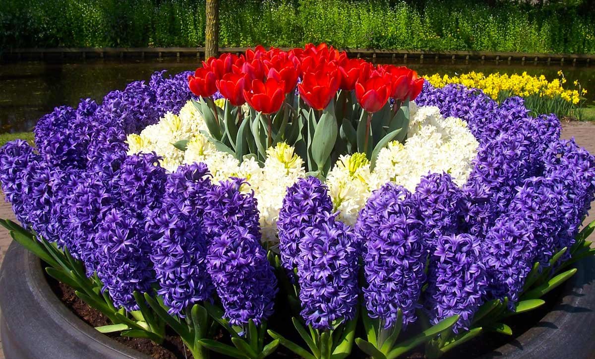 Крокусы и гиацинты