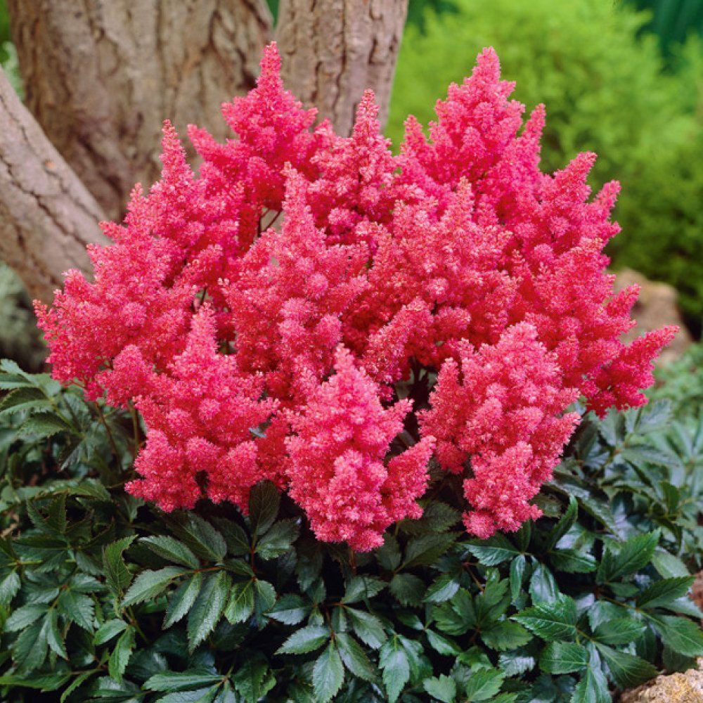 Астильба Арендса (Astilbe arendsii Spinell
