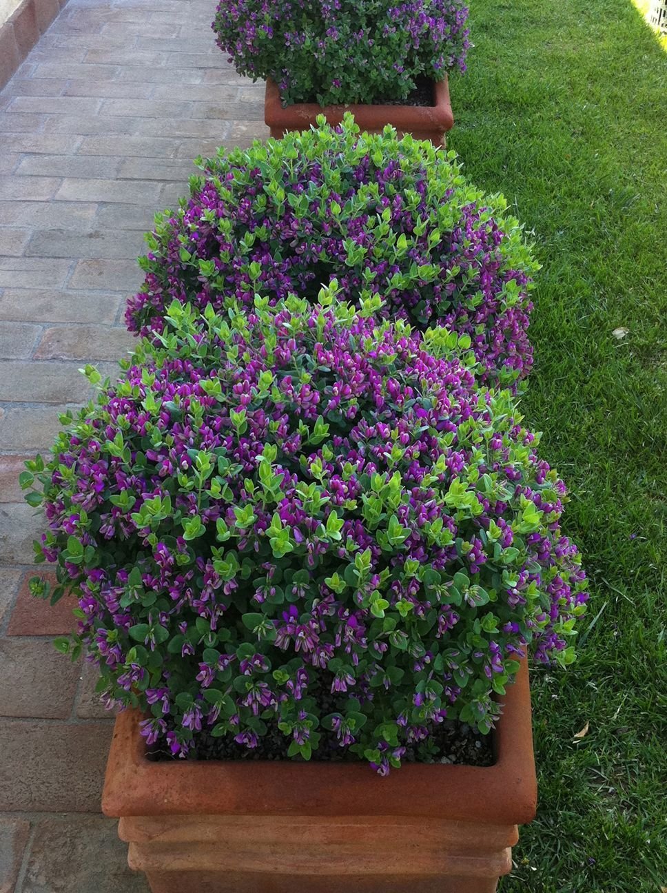 Полигала кустарник