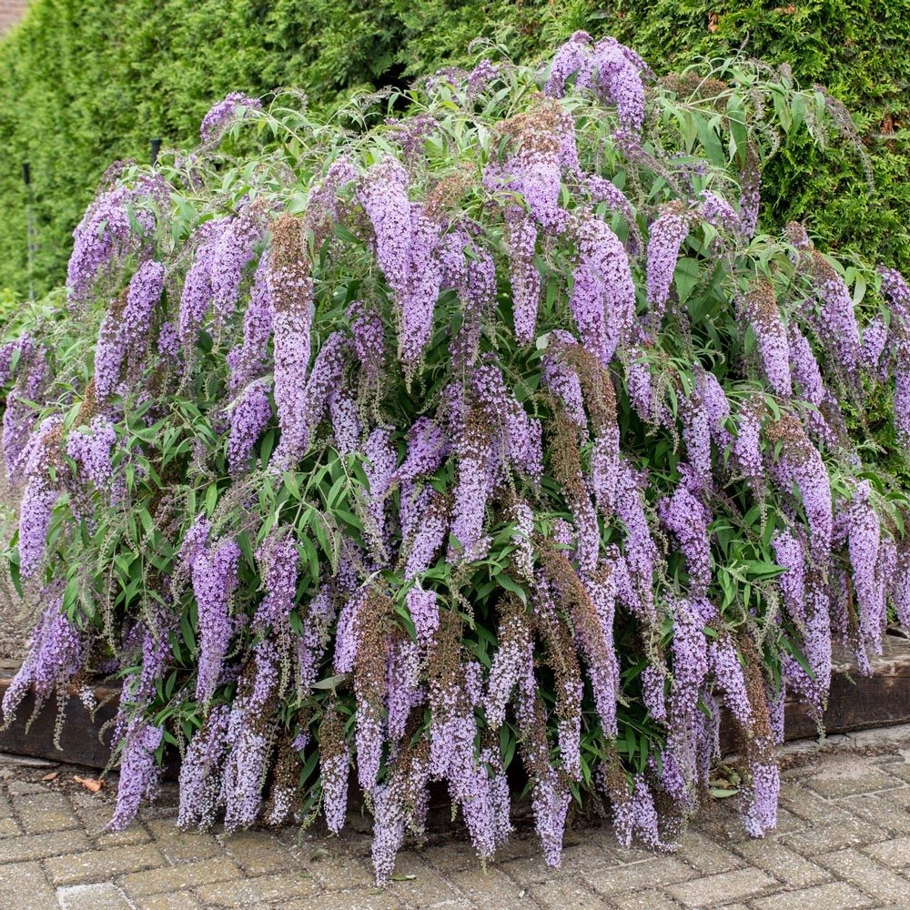 Буддлея Давида Buddleja davidii
