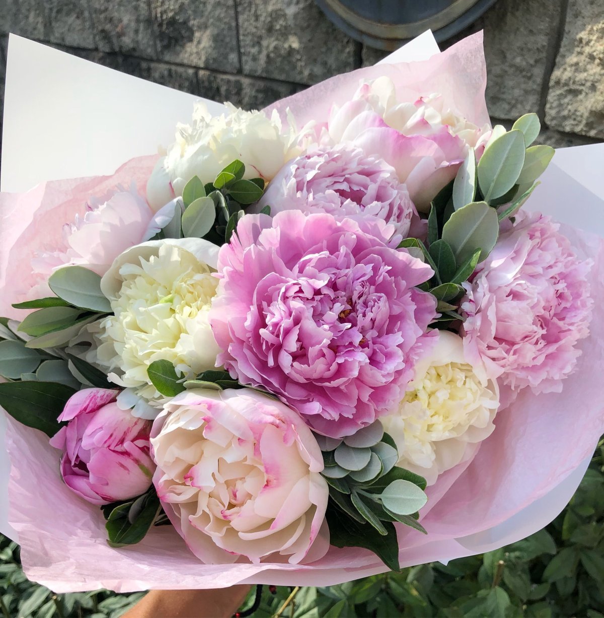 Пионовидная роза Peony Pink