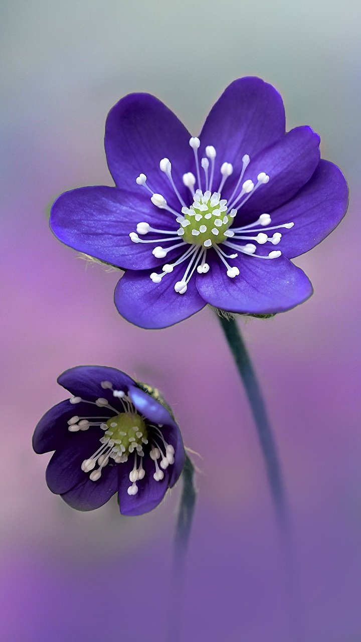 Hepatica Nobilis 'Purple Forest'