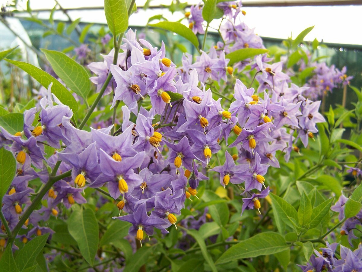 Паслен курчавый